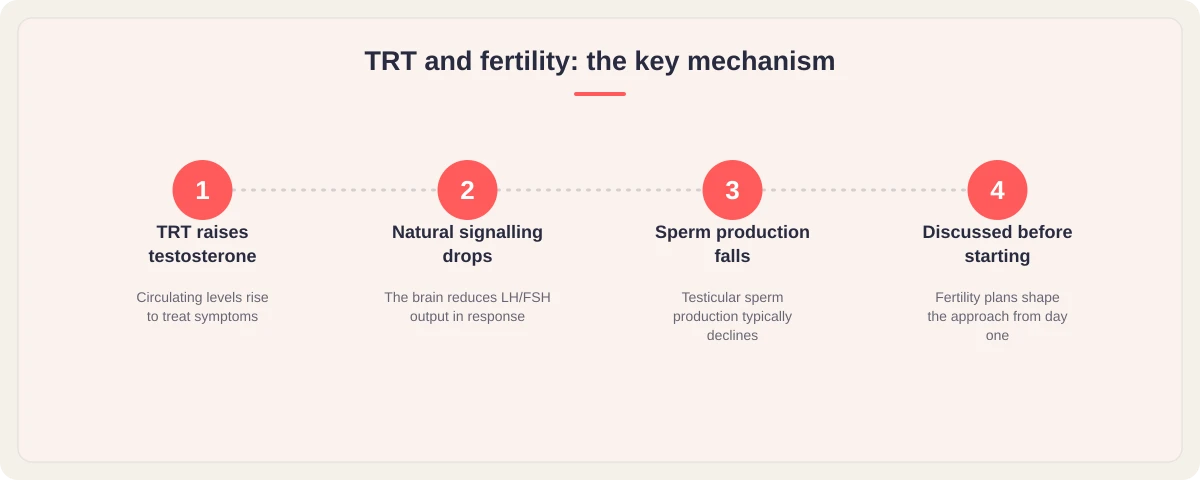 Four-step graphic showing how TRT raises testosterone, reduces natural signalling, lowers sperm production, and should be discussed before starting